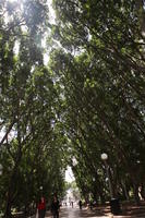 Australia, below, day, New South Wales, park, summer, sunny, Sydney, tree, vegetation