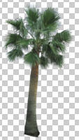 cutout, cutout trees, day, diffuse, diffused light, evergreen, eye level view, palm, summer, Washingtonia filifera