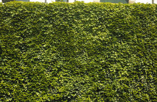 green wall, greenery, ivy, orthogonal, texture