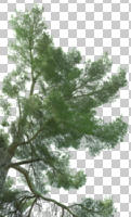 below, cutout, cutout trees, day, diffuse, diffused light, summer, tree