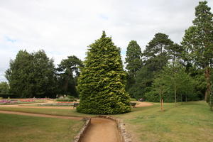 Abingdon, coniferous, day, England, eye level view, garden, grass, natural light, park, summer, The United Kingdom, tree