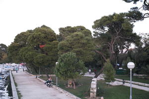 afternoon, autumn, coniferous, Croatia, elevated, evergreen, natural light, park, promenade, Splitsko-Dalmatinska, tree, Trogir