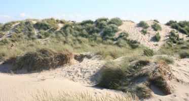 beach, Belgium, day, dunes, eye level view, grass, summer, sunny