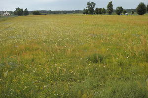 day, diffuse, diffused light, eye level view, grass, grassland, natural light, Poland, summer, Wielkopolskie