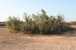 autumn, bush, day, desert, direct sunlight, Essaouira, eye level view, Morocco, natural light, sunlight, sunny, sunshine, vegetation