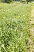 crop, day, eye level view, field, France, natural light, plant, spring