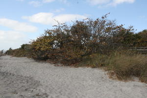 beach, bush, day, eye level view, Florida, grass, The United States, winter