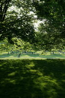 broad-leaf tree, broad-leaved tree, day, deciduous, England, eye level view, grass, London, park, shady, spring, sunny, The United Kingdom, tree