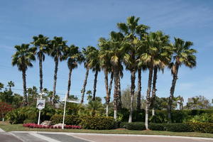 day, eye level view, Florida, flower, garden, palm, plant, Sarasota, sign, sunny, sunshine, The United States, winter