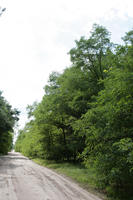 autumn, broad-leaf tree, broad-leaved tree, day, eye level view, forest, Kopanica, Poland, road, sunny, treeline, Wielkopolskie