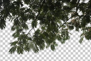 below, branch, broad-leaf tree, broad-leaved tree, cutout, cutout trees, day, diffuse, diffused light, summer