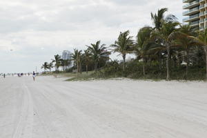 beach, day, diffuse, diffused light, eye level view, Florida, Miami, palm, Phoenix canariensis, summer, The United States