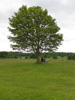 broad-leaf tree, broad-leaved tree, day, diffuse, diffused light, England, eye level view, grass, London, natural light, park, spring, The United Kingdom