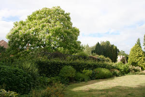 Abingdon, bush, day, England, eye level view, garden, natural light, park, shrub, summer, sunny, The United Kingdom, tree