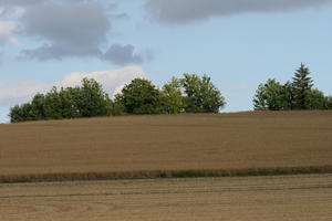 Bourgogne, crop, day, Dijon, eye level view, field, France, natural light, tree