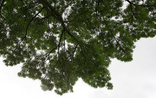 below, branch, broad-leaf tree, broad-leaved tree, day, diffuse, diffused light, natural light, summer, The Netherlands, Utrecht, Utrecht