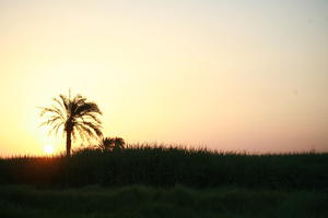 clear, dusk, East Timor, Egypt, Egypt, evening, eye level view, palm, sky, sun, sunset, vegetation