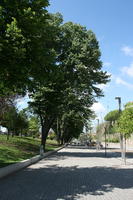 alley, broad-leaf tree, broad-leaved tree, day, eye level view, park, pavement, Porto, Porto, Portugal, spring, sunny