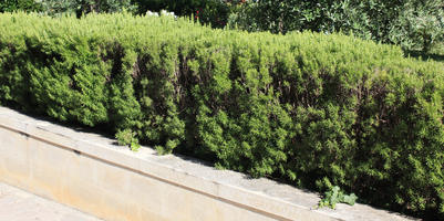 bush, Croatia, day, eye level view, shrub, Splitsko-Dalmatinska, summer, sunny