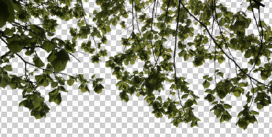 backlight, beech, below, branch, broad-leaf tree, broad-leaved tree, cutout, cutout plants, cutout trees, day, deciduous, Fagus sylvatica, noon, spring, sunny, tree