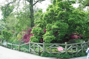 day, England, eye level view, garden, natural light, park, The United Kingdom, tree, Woking