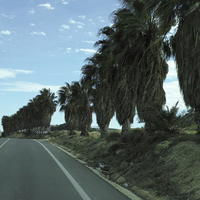 cloudy, day, eye level view, Orihuela, palm, Phoenix canariensis, road, Spain, Valenciana