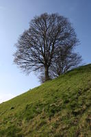 below, day, England, grass, hill, Oxford, sunny, The United Kingdom, tree, vegetation, winter