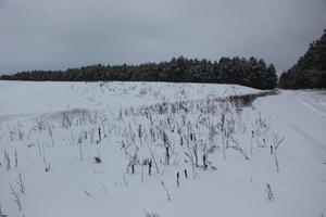 eye level view, field, forest, overcast, Poland, snow, Wielkopolskie, winter, Wolsztyn