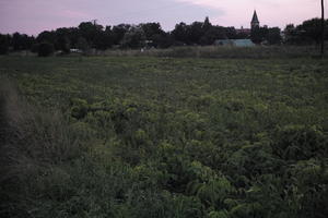 crop, dark, dusk, evening, eye level view, field, Poland, summer, Wielkopolskie