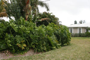 day, eye level view, Florida, garden, The United States, tropical, vegetation, winter