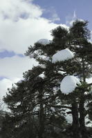 below, coniferous, day, evergreen, France, Greolieres, Provence Alpes Cote D