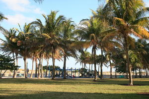 day, eye level view, Florida, Miami, natural light, palm, park, sunny, The United States, tropical, vegetation, winter