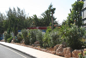 bush, Canarias, day, direct sunlight, eye level view, garden, Las Palmas, shrub, Spain, spring, sunny