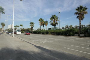 autumn, Barcelona, bright, bush, Cataluña, day, eye level view, palm, Spain, street, sunny, Washingtonia filifera