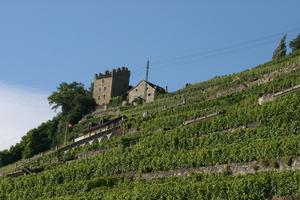 below, day, hill, house, Lausanne, natural light, summer, sunny, Switzerland, tree, Vaud, vegetation, vineyard