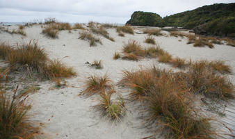 day, diffuse, diffused light, eye level view, grass, natural light, New Zealand, overcast, plant, sand dune, summer, West Coast