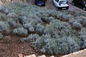 above, autumn, bush, Croatia, day, Dubrovacko-Neretvanska, Dubrovnik, natural light, plant, sunny