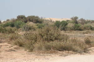 autumn, bush, day, desert, direct sunlight, Essaouira, eye level view, Morocco, natural light, sunlight, sunny, sunshine, vegetation