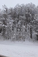 ambient light, day, diffuse, diffused light, eye level view, Italia , morning, natural light, overcast, snow, tree, Veneto, winter