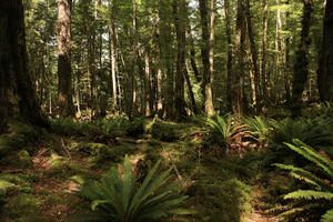 day, eye level view, fern, New Zealand, shady, summer, sunny, tree, woodland