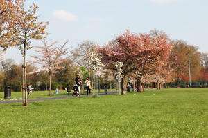 blooming, blossom, day, deciduous, England, eye level view, grass, London, park, spring, sunny, The United Kingdom, tree