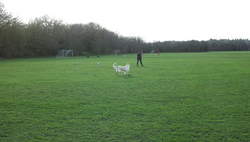 cloudy, day, dog, England, eye level view, football pitch, grass, London, The United Kingdom, winter