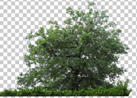 broad-leaf tree, broad-leaved tree, cutout, cutout trees, day, diffuse, diffused light, eye level view, summer, tree