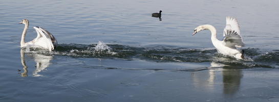 bird, day, eye level view, lake, Rapperswil, Sankt Gallen, sunny, swan, Switzerland, winter