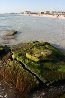 beach, day, Florida, lowered, rock, Sarasota, seascape, seaweed, sunny, sunshine, The United States, winter