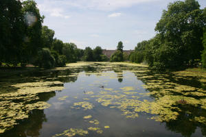 broad-leaf tree, broad-leaved tree, day, England, eye level view, lake, London, park, summer, sunny, The United Kingdom, tree