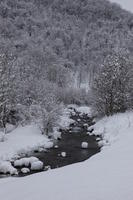 ambient light, day, diffuse, diffused light, eye level view, Italia , morning, natural light, overcast, river, snow, tree, Veneto, winter