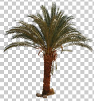 cutout, cutout plants, cutout trees, day, dusk, eye level view, palm, Washingtonia filifera