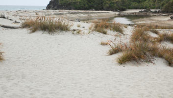 day, diffuse, diffused light, eye level view, grass, natural light, New Zealand, overcast, plant, sand dune, summer, West Coast