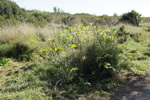 bright, bush, day, Denia, eye level view, shrub, shrubland, Spain, spring, sunny, Valenciana